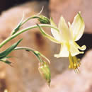 Aquilegia flavescens