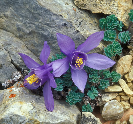 Aquilegia jonesii