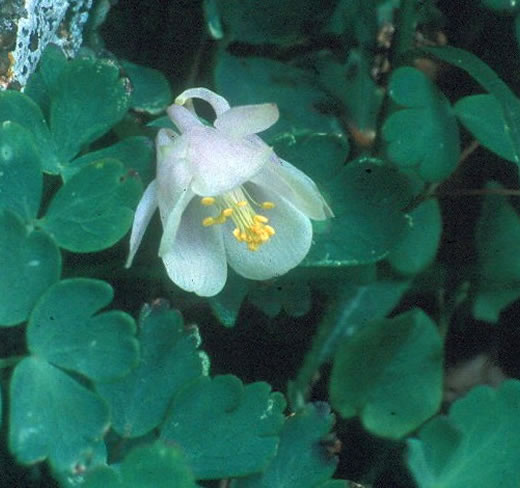 Aquilegia laramiensis flower
