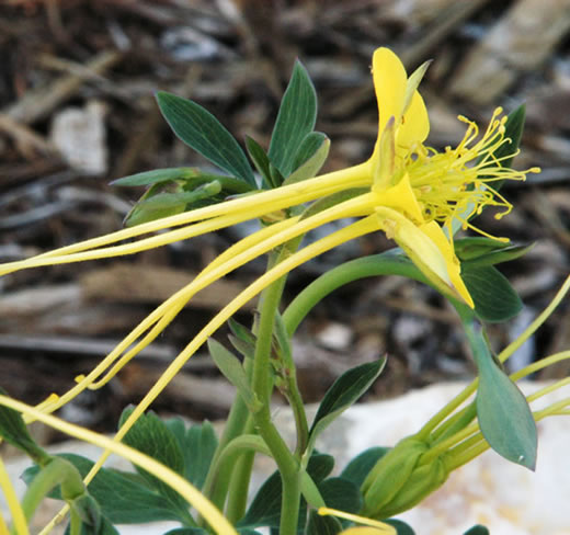 Aquilegia longissima flower