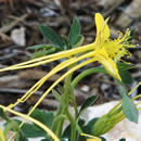Aquilegia longissima