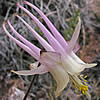 Aquilegia micrantha