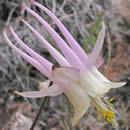 Aquilegia micrantha