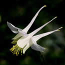 Aquilegia pubescens