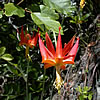 A red columbine: Aquilegia eximia