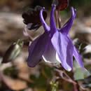 Aquilegia saximontana.