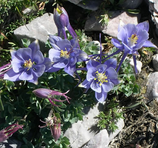 Aquilegia scopulorum