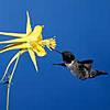 A black-chinned hummingbird pollinating a yellow columbine