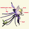 Columbine flower parts