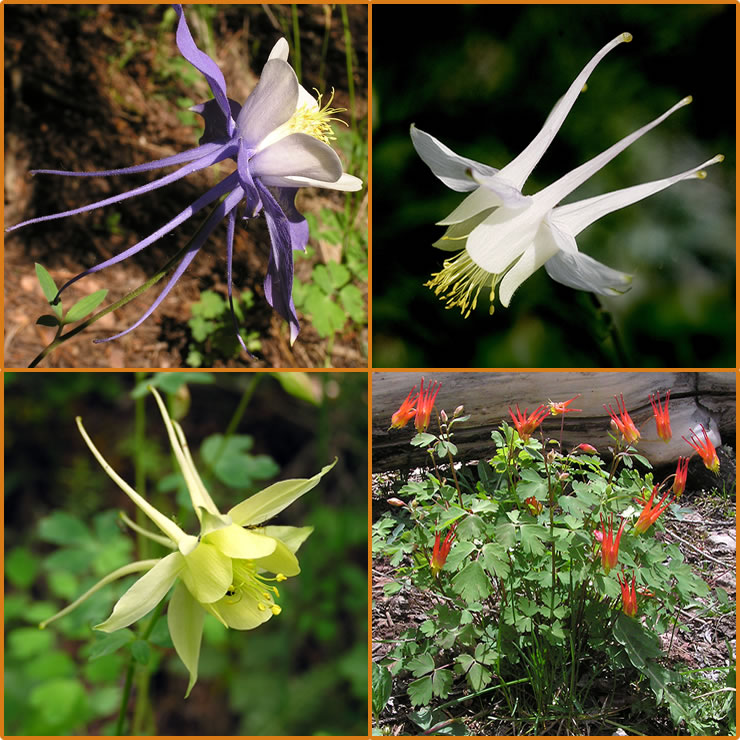 Four columbines.