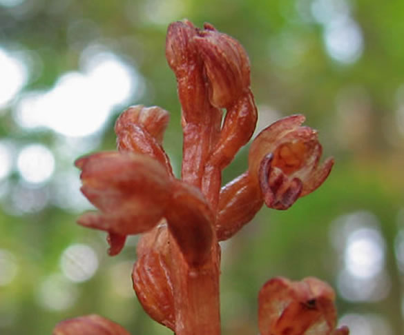 Corallorhiza wisteriana roots with fungus.
