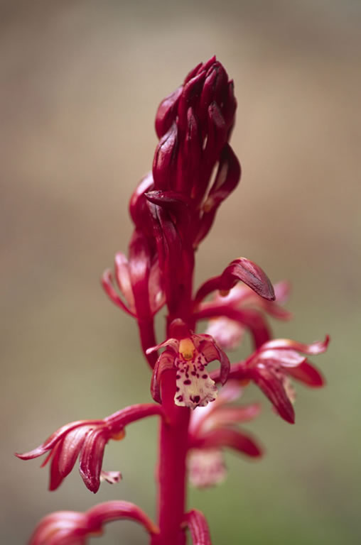 Corallorhiza maculata