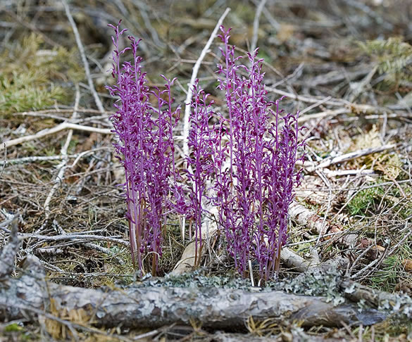 Corallorhiza mertensiana