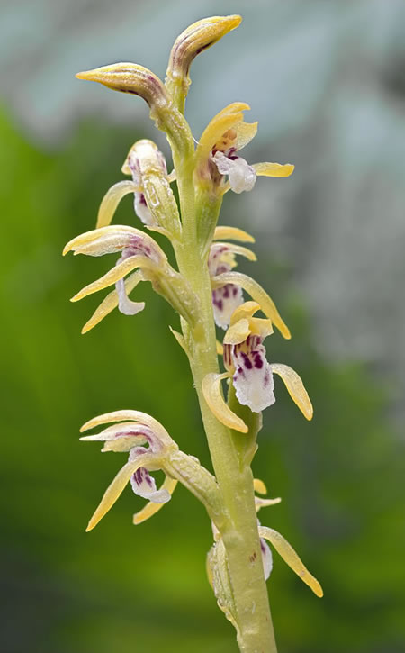 Corallorhiza trifida