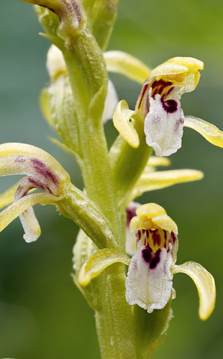 Corallorhiza trifida