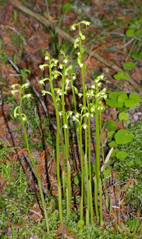 Corallorhiza trifida