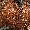 Corallorhiza maculata
