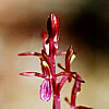 Corallorhiza mertensiana