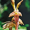 Corallorhiza striata