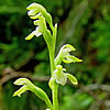 Corallorhiza trifida