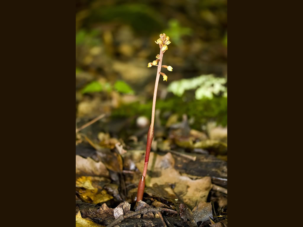 Corallorhiza bentleyi