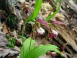 ram's-head lady's slipper, Cypripedium arietinum.