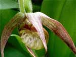 Clustered lady's slipper, Cypripedium fasciculatum.