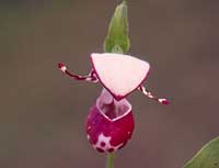 spotted lady's slipper, Cypripedium guttatum.