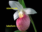 pink lady's slipper, Cypripedium acaule.