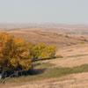 On the Cedar National Grassland in Sioux and Grant Counties in North Dakota, the grasses are turning various shades of tans and browns punctuated by the orange-yellows of green ash trees emanating from a woody draw.