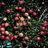 Ready for the picking, ripe small cranberries are readily observed against a backdrop of its dark green leaves. Photo copyright by R.A. Howard, Smithsonian Institution.