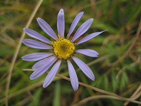 Tundra aster (Oreostemma alpigenum var. andersonii, formerly known as Aster alpigenus var. andersonii), is a frequent inhabitant of wet meadows in the mountains of California.