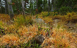 Sedges line the clear headwaters of Deadfall Creek in the Eddys, high peaks in the Eastern Klamath Ranges of northwestern California.