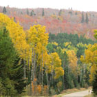 A layer of green, yellow and red leaves surround a road that winds past the birch and Sawtooth Mountains on the Superior National Forest.