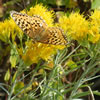 A fritillary butterfly visits green rabbitbrush flowers on fields in the Boise National Forest. (Photos U.S. Forest Service/Edna Rey-Vizgirdas)