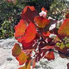 Here's a leaf you may find on your adventure. This beautiful collection of leaves on the branch of a blackjack oak (Quercus marilandica) shows how the red coloration is revealed as the sugars of the green chlorophyll is absorbed into the tree as it prepares for the cold of winter. Photo courtesy: Larry Stritch
