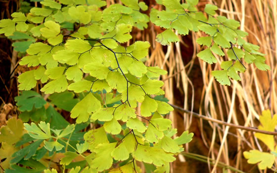 Adiantum capillus-veneris