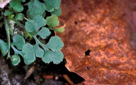 Asplenium ruta-muraria