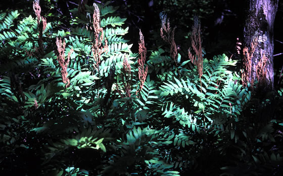Osmunda regalis