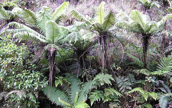 Tree ferns (Alsophila bryophila var. cuevas).