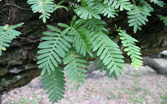 Pleopeltis polypodioides