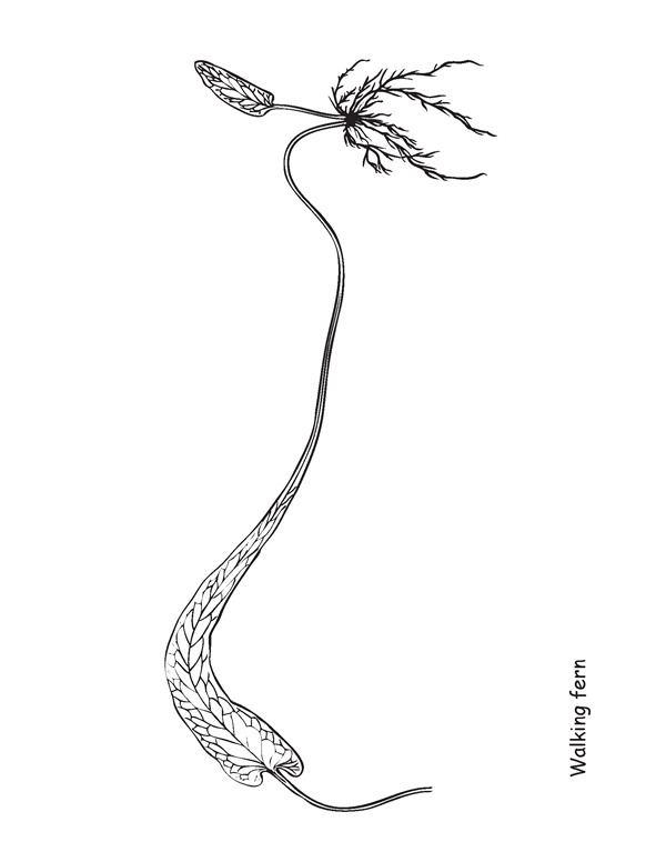 Walking fern (Asplenium rhizophyllum)