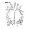 Maidenhair ferns (Adiantum spp.) coloring page.