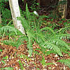 Colony of Anderson's hollyfern (Polystichum andersonii).
