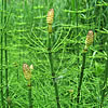 River horsetail, Equisetum fluviatile.