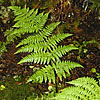 Northern wood fern (Dryopteris expansa).