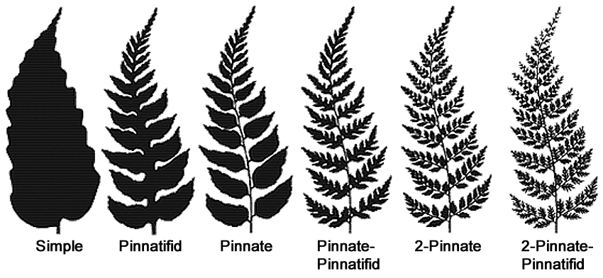 Fern Structure - USDA Forest Service