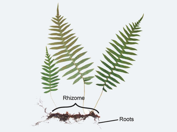 Licorice fern (Polypodium glycyrrhiza)