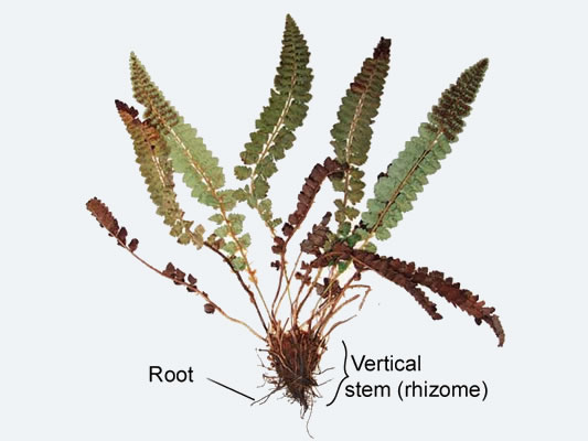 Kruckeberg’s hollyfern (Polystichum kruckebergii)