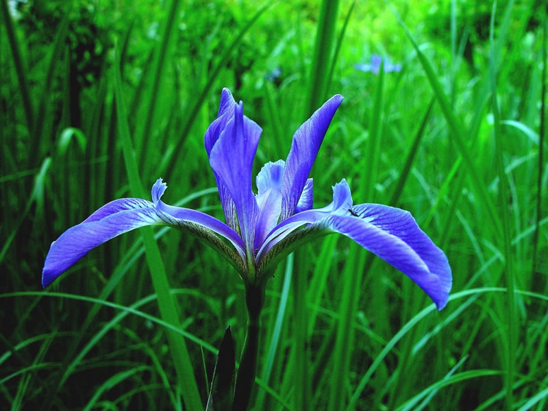 Blue store flag iris